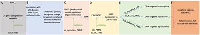 Opioids and immune checkpoint inhibitors differentially regulate a common immune network in triple-negative breast cancer